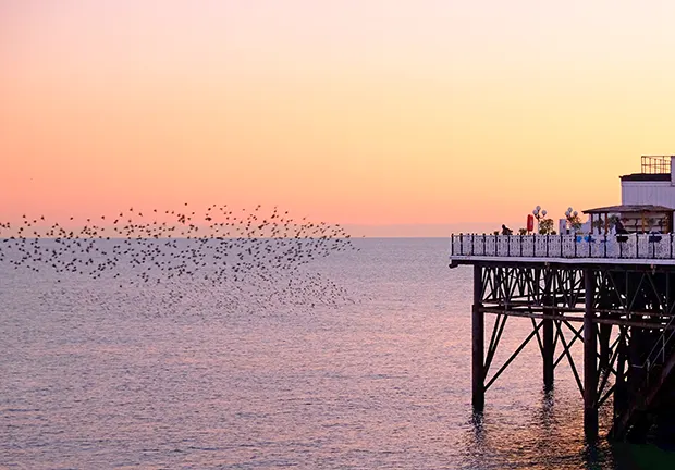 A flock of starlings flies above the sea next to a pier. 